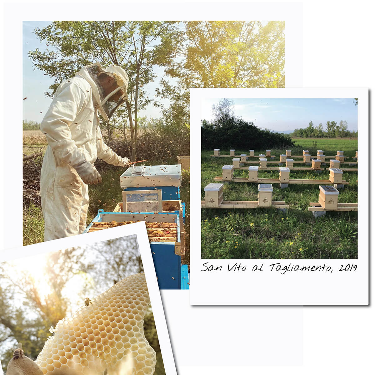 Come scegliere la posizione perfetta per un apiario 🐝🌻