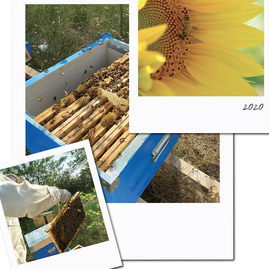 Capsule Biodegradabili: i nostri consigli per seminarle correttamente e aiutare le api 🌼