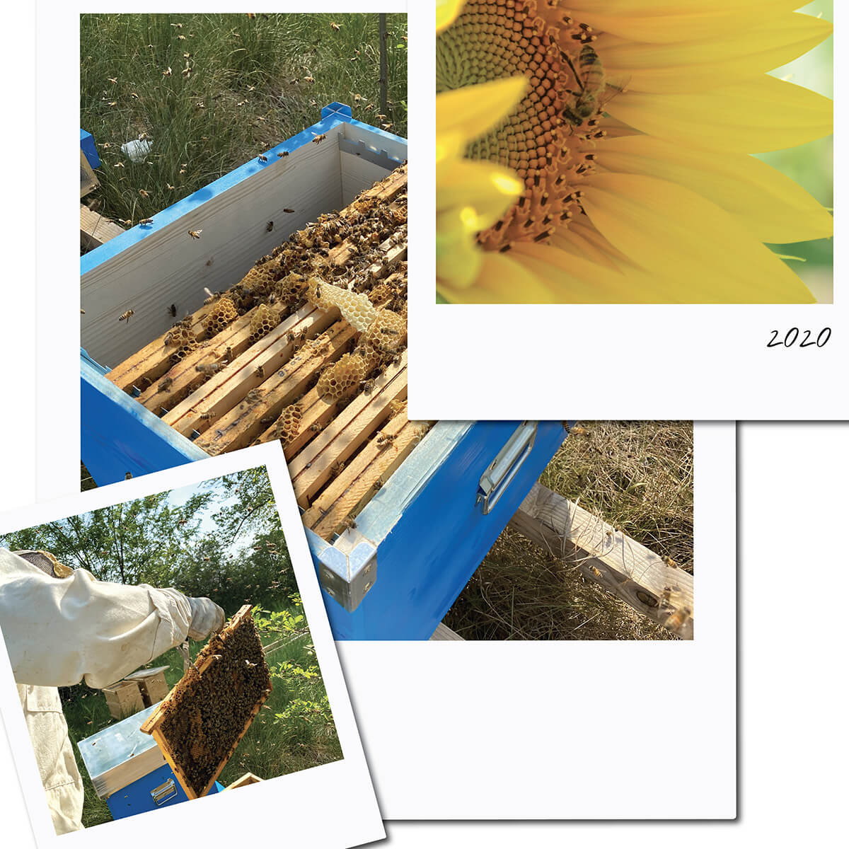 Capsule Biodegradabili: i nostri consigli per seminarle correttamente e aiutare le api 🌼