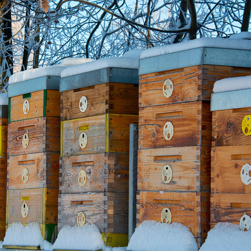 Dove vanno le api in inverno