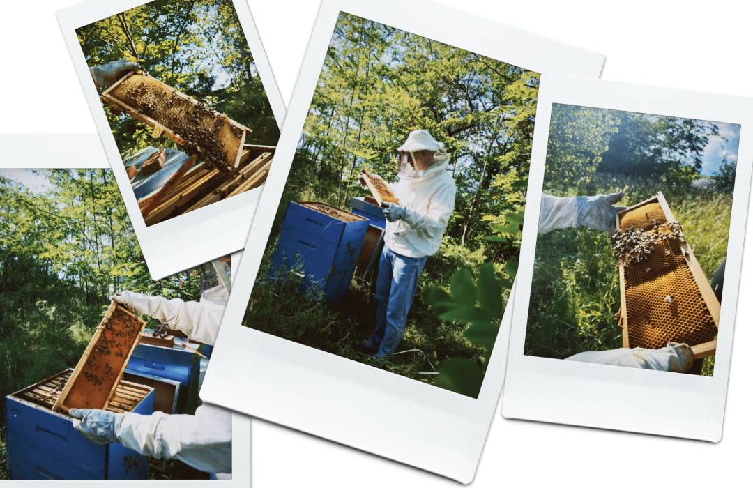 consigli per iniziare apicoltura